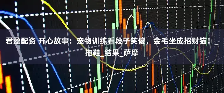 君盈配资 开心故事：宠物训练看段子笑傻，金毛坐成招财猫！_拖鞋_结果_萨摩